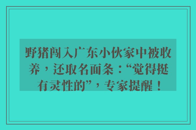 野猪闯入广东小伙家中被收养，还取名面条：“觉得挺有灵性的”，专家提醒！